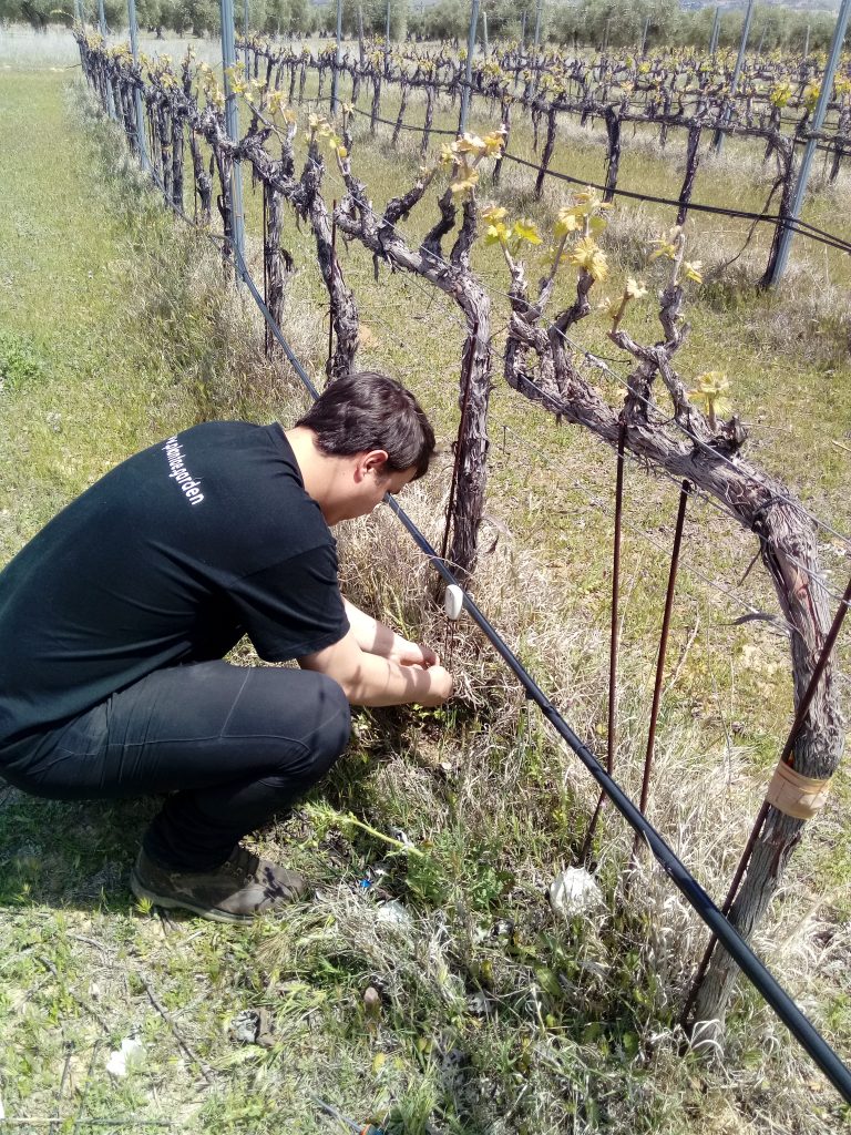 Viñedos con riego deficitario controlado por sensores