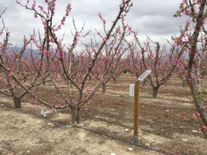 Frutales con riego deficitario controlado por sensores