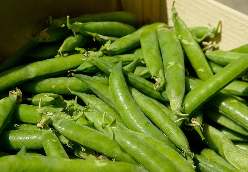 Sondas en el cultivo de guisantes-Optimiza el riego