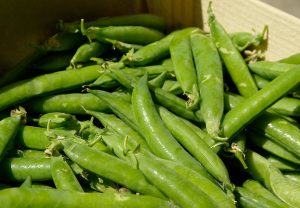 Sondas en el cultivo de guisantes-Optimiza el riego
