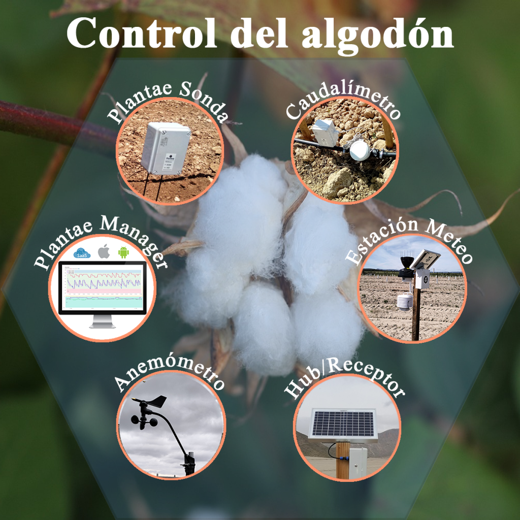 Control de la humedad del algodón