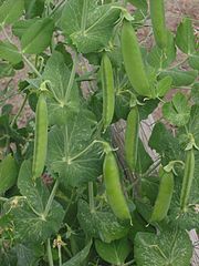 Sondas de Humedad del Suelo en el cultivo de guisantes