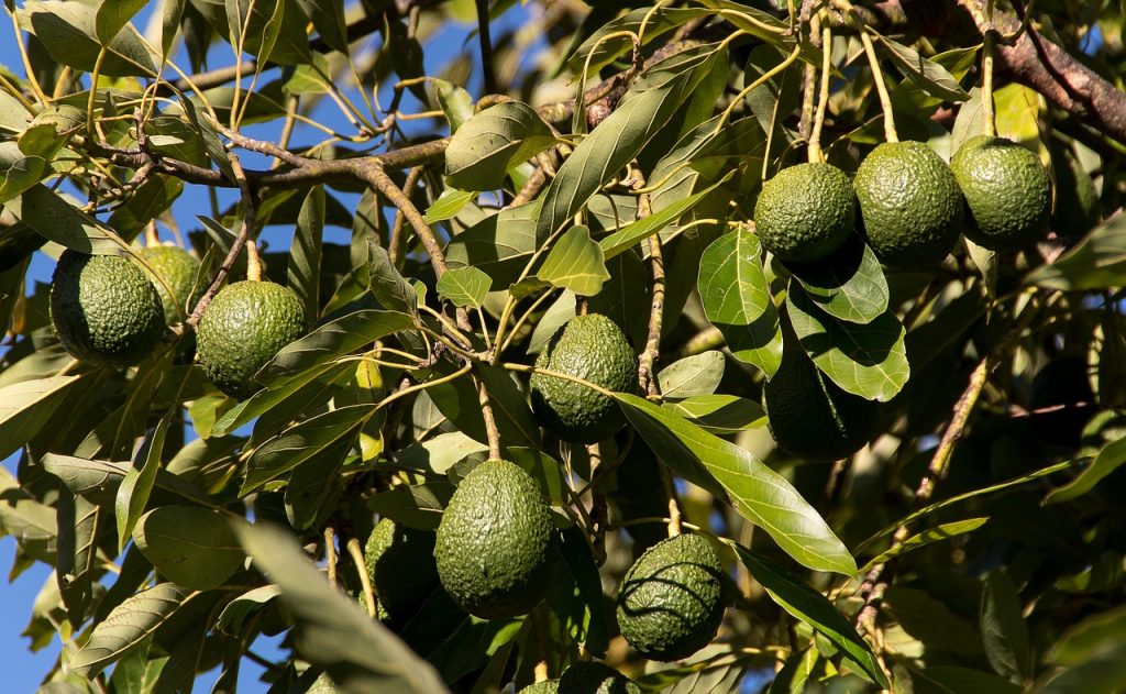 Cultivo de aguacate