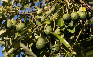 Cultivo de aguacate