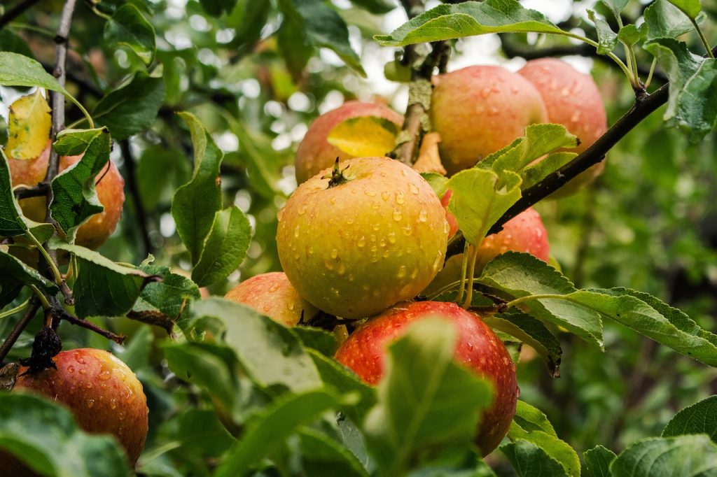 Cultivo de manzanos