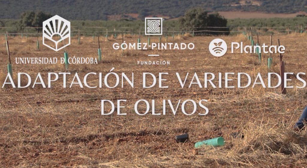 Mediciones del comportamiento del olivo con baja pluviometría