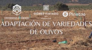 Mediciones del comportamiento del olivo con baja pluviometría