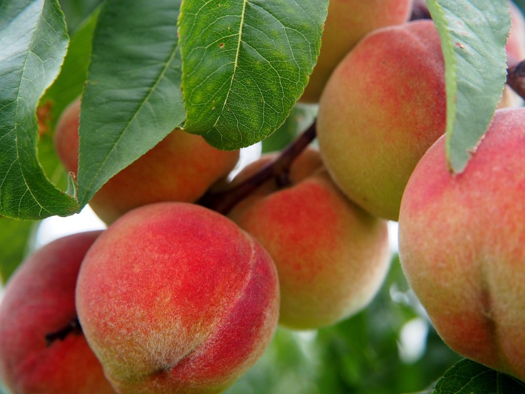 Caso de éxito con sondas en fruta de hueso