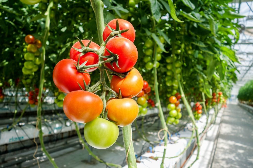 sondas en invernadero de tomates