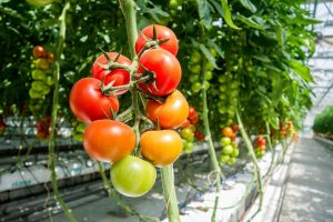 sondas en invernadero de tomates