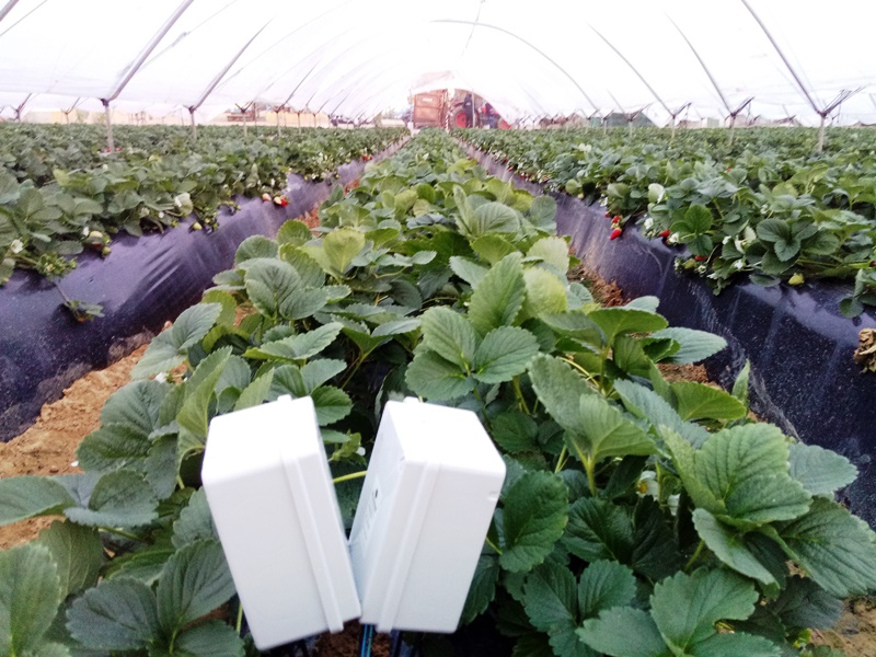 Morocco Berry Conference 2024-Sondas en berry