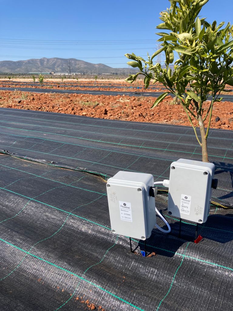 Influencia de la temperatura radicular en el crecimiento de la planta
