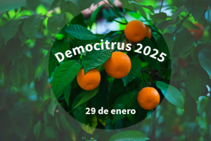 Democitrus 2025