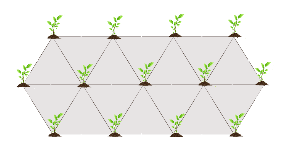 marco de plantación triangular