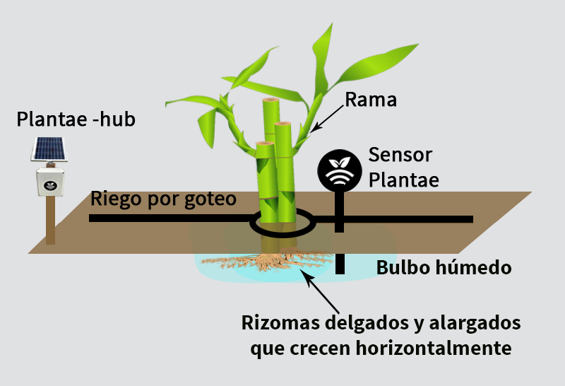 Bambú en España-Esquema de riego