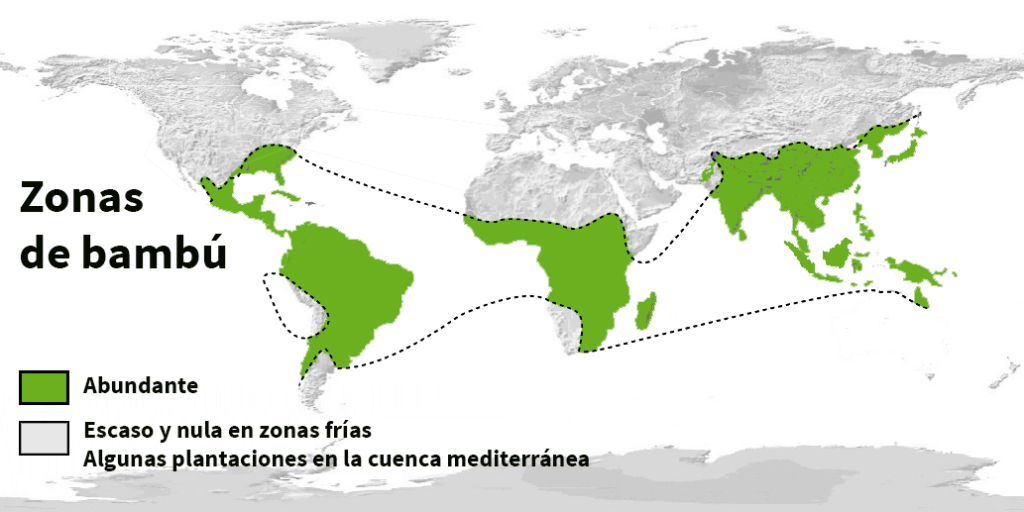 Bambú en España y a nivel mundial