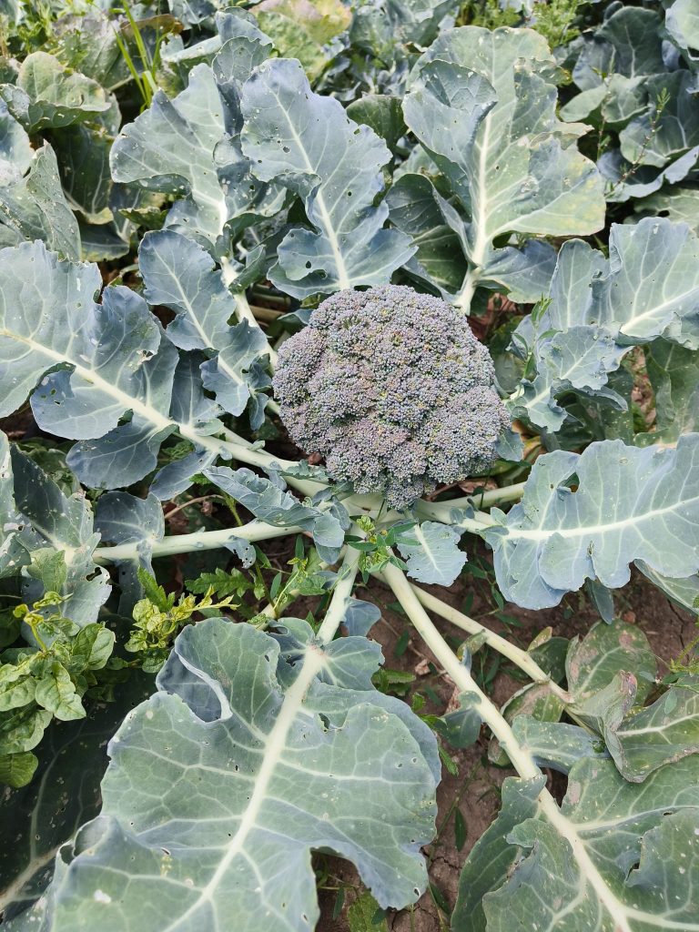 Brócoli en Italia