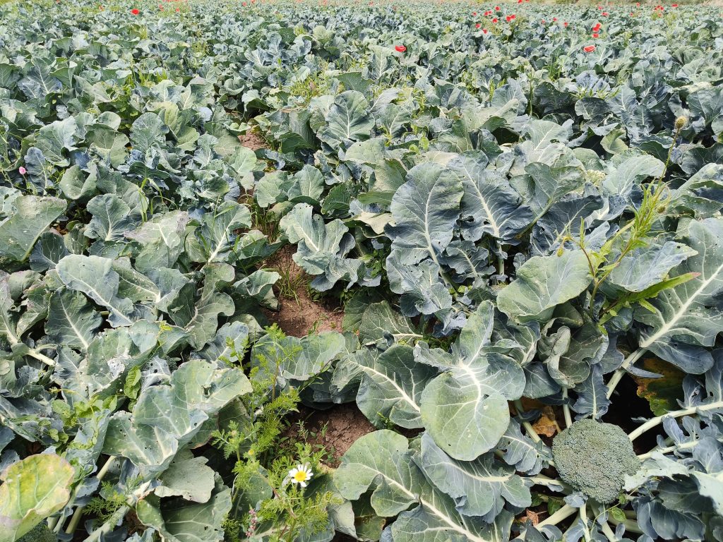 Brócoli en Italia
