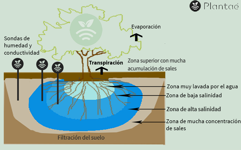 Almendros intensivos y salinidad