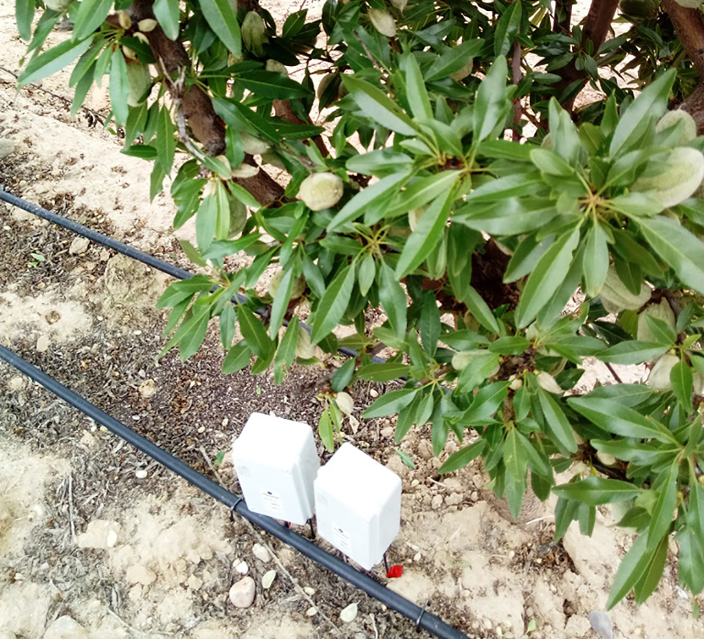 Almendros intensivos y salinidad
