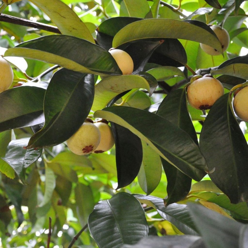 Mangostán en Colombia