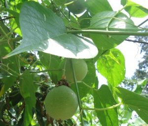 Granadilla en Colombia