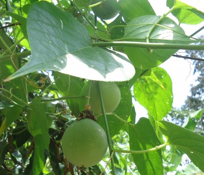 Granadilla en Colombia