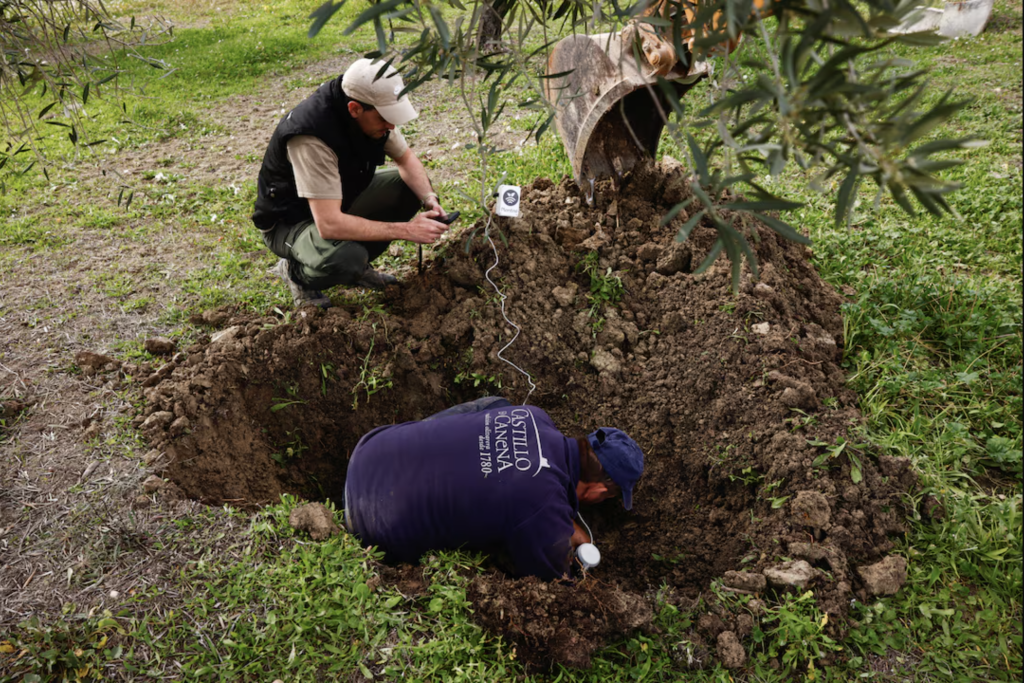 Instalación de sensores enterrados en campos de olivos