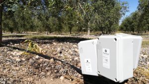 Plantae sbarca in Italia
