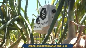 Caso real de cebollas con riego controlado por IA